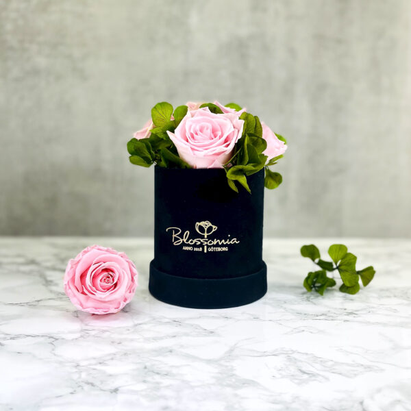 THE HOPE – Evighetsrosor rosa med hortensia 1 - Velvet Black Midnight